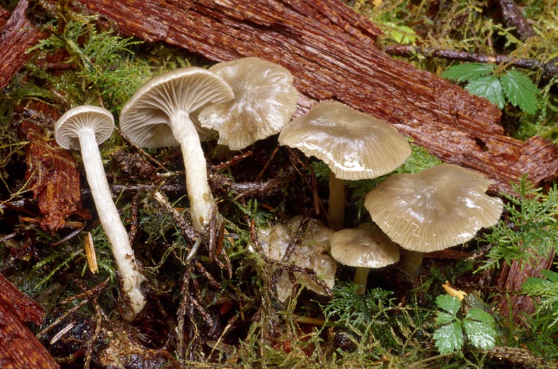 Clitocybe subditopoda